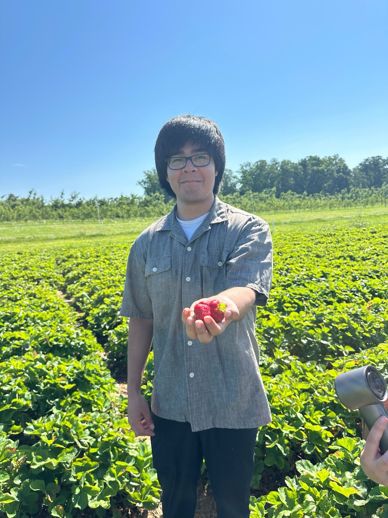 A lab member holding freshly picked strawberries.